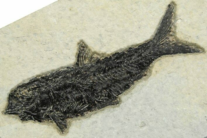 Detailed Fossil Fish (Knightia) - Wyoming #356777